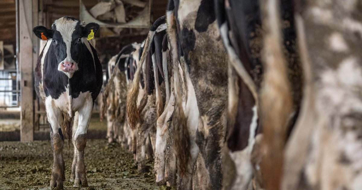 Preparing for the Morgan Hill Livestock Exhibition