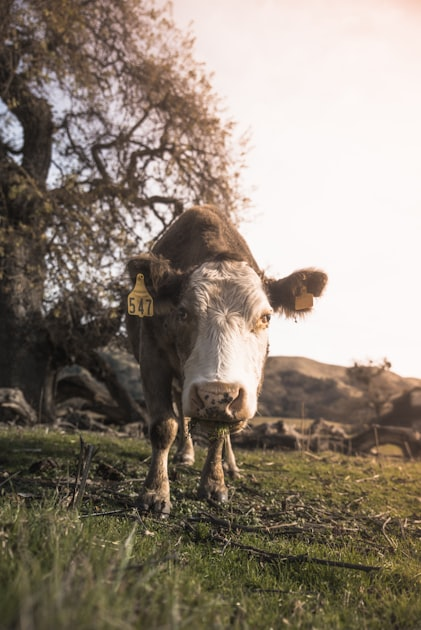 Join the Youth Livestock Show in Morgan Hill